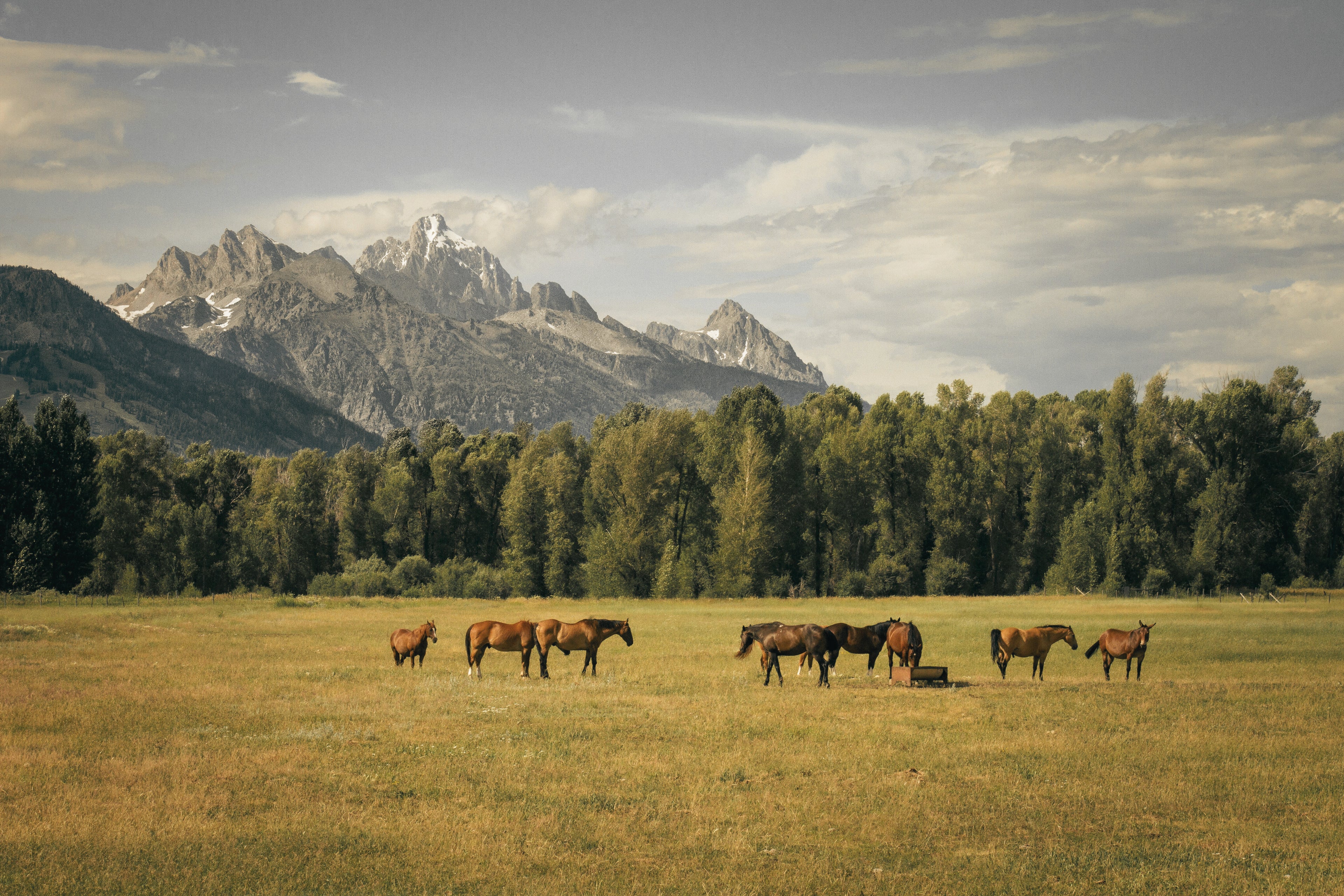 horses in a pasture with mountains in the background 