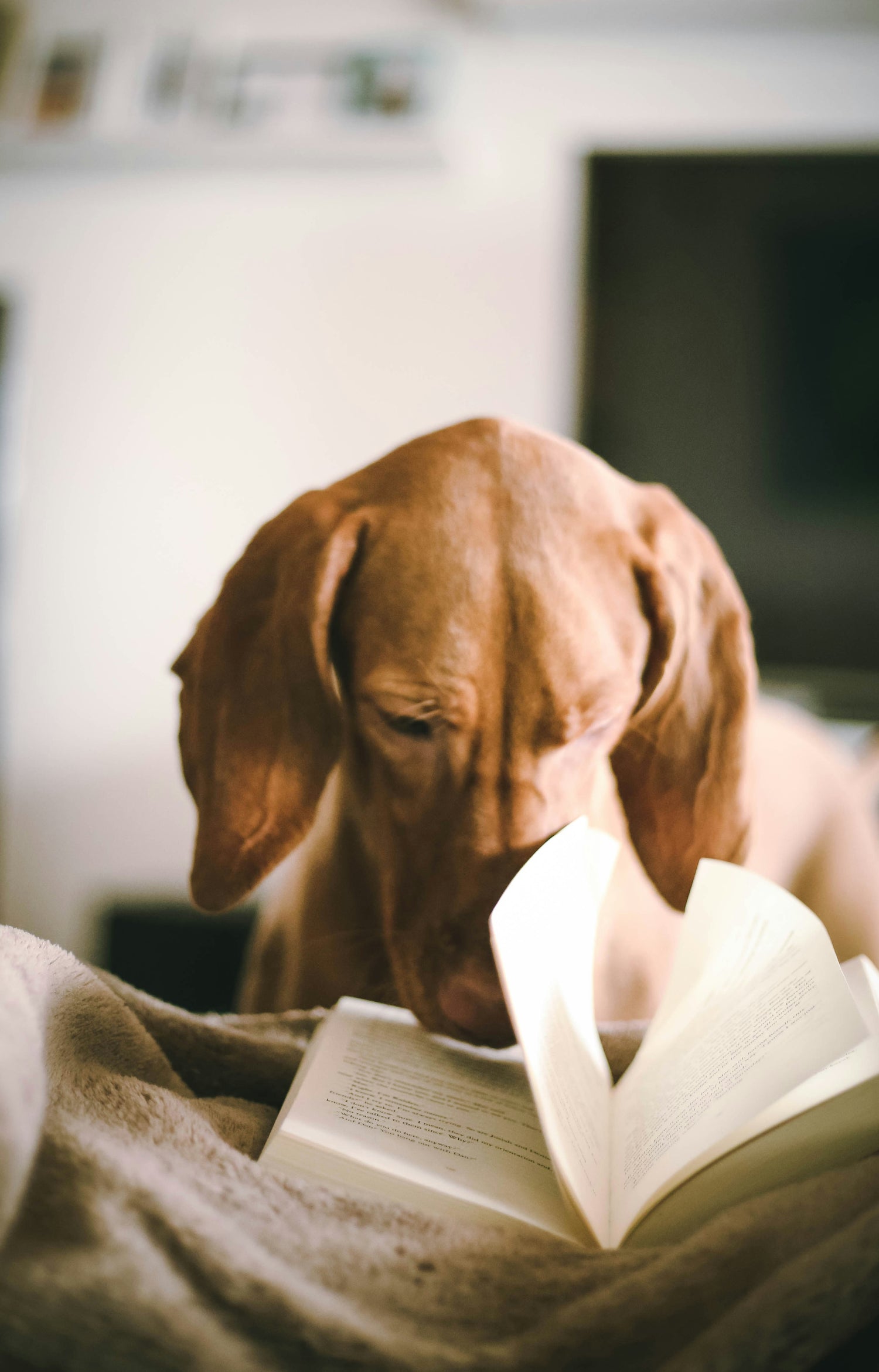 a dog putting his nose in a open book